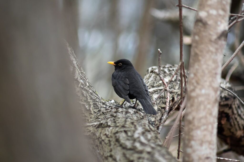 Blackbird Behavioral Health